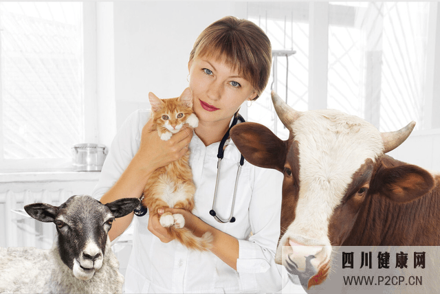 牛傳染病傳染人有哪些？牛傳染病怎么預防？這些養(yǎng)牛職業(yè)病請注意(圖1)
