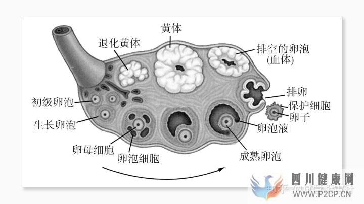 試管嬰兒費(fèi)用大約多少2022年——最全面的費(fèi)用詳解(圖3)