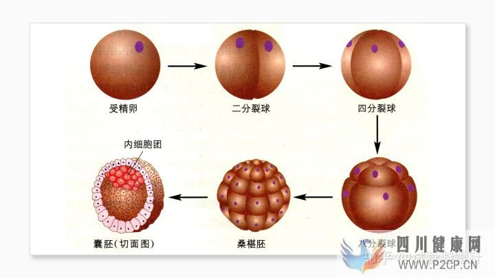 試管嬰兒費(fèi)用大約多少2022年——最全面的費(fèi)用詳解(圖4)