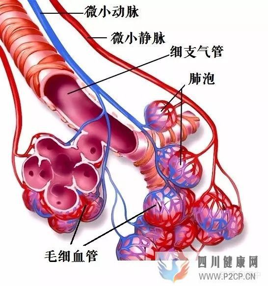 人體最重要的呼吸器官——肺(圖4) 人體最重要的呼吸器官——肺(圖4)