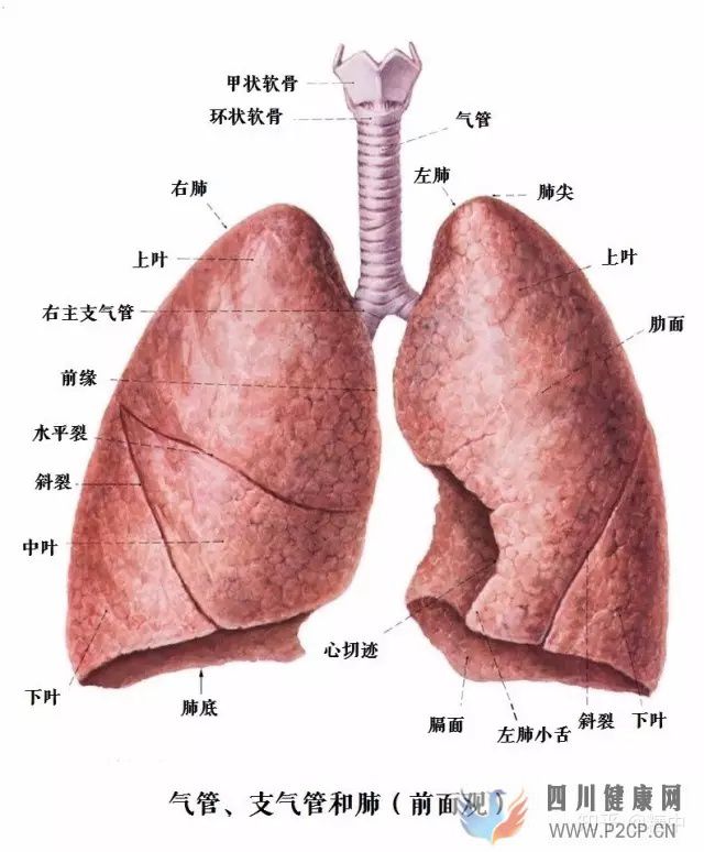 人體最重要的呼吸器官——肺(圖1) 人體最重要的呼吸器官——肺(圖1)