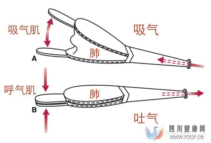 每天呼吸兩萬次,卻沒人懂的正確呼吸方式(圖6) 每天呼吸兩萬次,卻沒人懂的正確呼吸方式(圖6)
