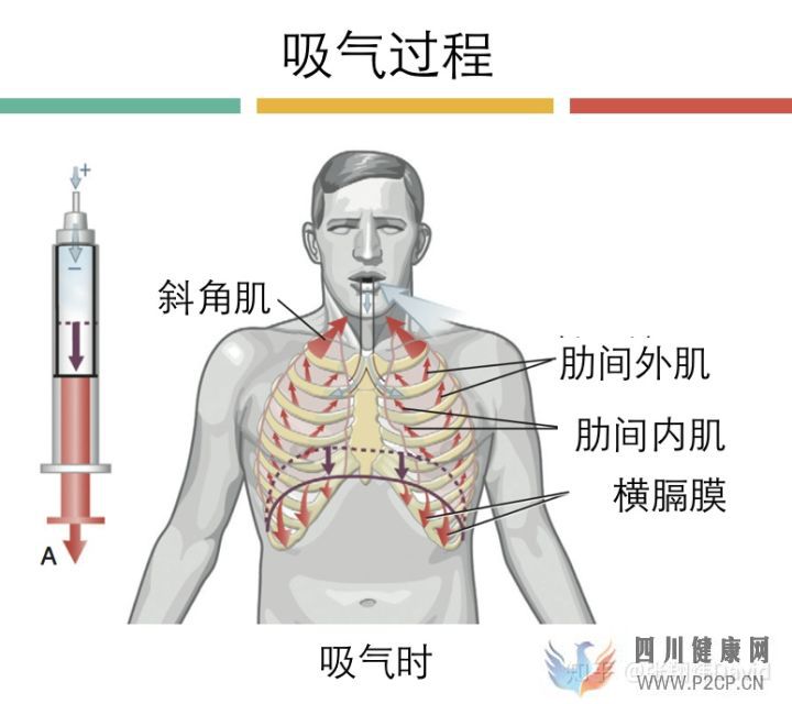 每天呼吸兩萬次,卻沒人懂的正確呼吸方式(圖8) 每天呼吸兩萬次,卻沒人懂的正確呼吸方式(圖8)