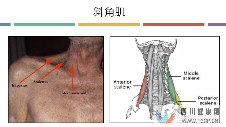 每天呼吸兩萬次,卻沒人懂的正確呼吸方式(圖13) 每天呼吸兩萬次,卻沒人懂的正確呼吸方式(圖13)