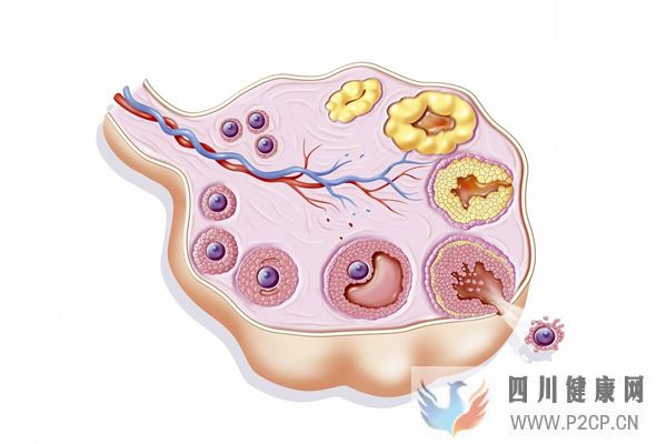 大齡女性只有4~8個卵泡,美國試管嬰兒成功率能達(dá)到多少?(38歲做試管嬰兒成功率有多少)(圖1) 大齡女性只有4~8個卵泡,美國試管嬰兒成功率能達(dá)到多少?(38歲做試管嬰兒成功率有多少)(圖1)