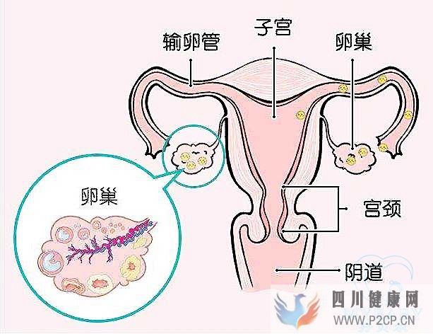 排卵障礙能做試管嬰兒嗎?成功率多少?(38歲做試管嬰兒成功率有多少)(圖1) 排卵障礙能做試管嬰兒嗎?成功率多少?(38歲做試管嬰兒成功率有多少)(圖1)