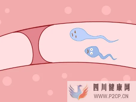 輸卵管堵塞怎么辦?做手術還是做試管嬰兒好?(女方輸卵管堵塞做試管嬰兒需要多長時間)(圖1) 輸卵管堵塞怎么辦?做手術還是做試管嬰兒好?(女方輸卵管堵塞做試管嬰兒需要多長時間)(圖1)