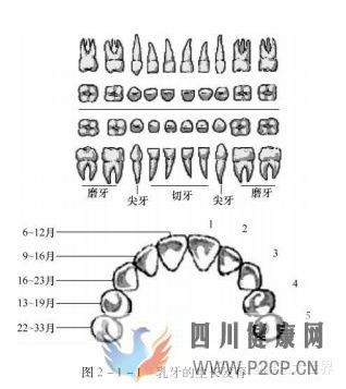口腔的生理結構(圖1) 口腔的生理結構(圖1)