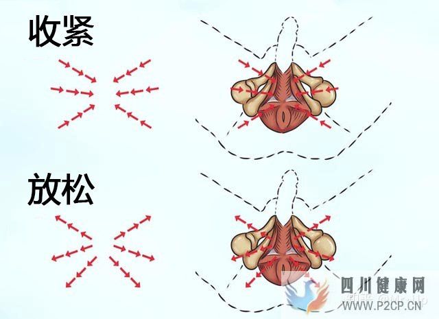 男性PC肌鍛煉,凱格爾運動男性版詳解(圖4) 男性PC肌鍛煉,凱格爾運動男性版詳解(圖4)