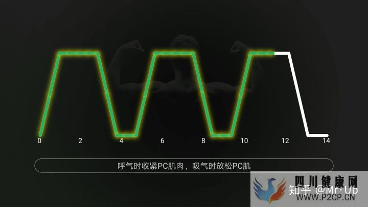 男性PC肌鍛煉,凱格爾運動男性版詳解(圖8) 男性PC肌鍛煉,凱格爾運動男性版詳解(圖8)