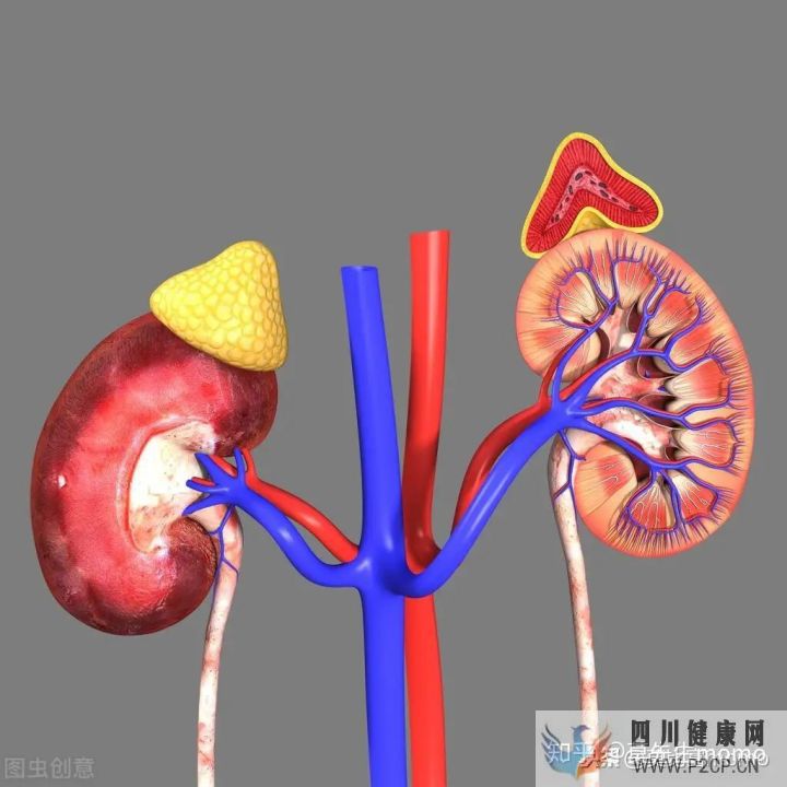 什么是內分泌(圖2) 什么是內分泌(圖2)