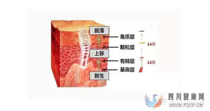 皮膚的基本知識(圖4) 皮膚的基本知識(圖4)