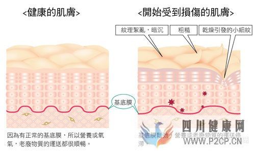 皮膚的基本知識(圖6) 皮膚的基本知識(圖6)