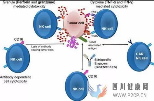 IntJMolSci:當“CAR技術”遇見“干細胞”或會產生不可思議的效果!(干細胞的效果)(圖1) IntJMolSci:當“CAR技術”遇見“干細胞”或會產生不可思議的效果!(干細胞的效果)(圖1)