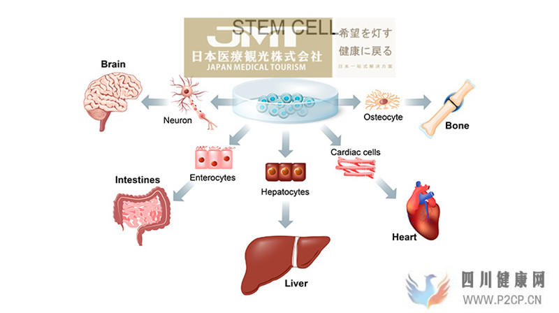 JMT日本干細胞干細胞的分類目前用于治療的干細胞是？(干細胞的治療作用)(圖3)