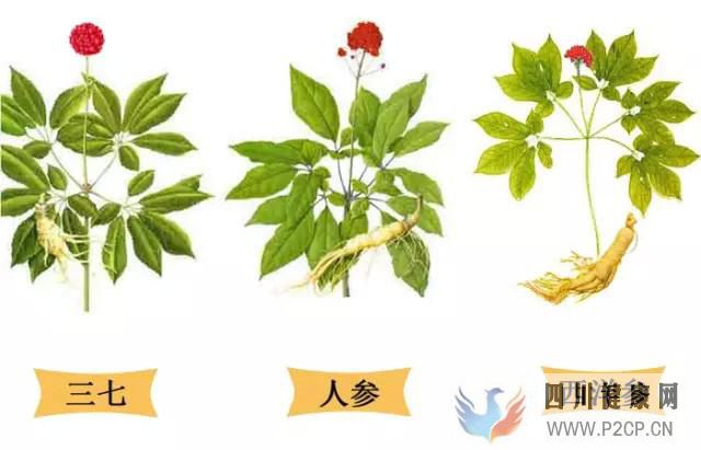 三七參、人參、西洋參的主要區別和不同功效(干細胞的主要功效)(圖1) 三七參、人參、西洋參的主要區別和不同功效(干細胞的主要功效)(圖1)