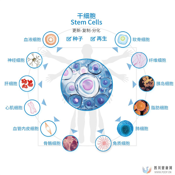 干細胞的主要功效和副作用
