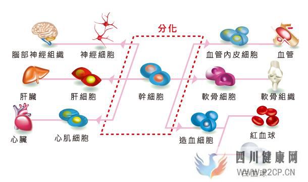打干細胞的好處和壞處有哪些