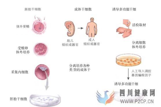 什么是干細胞這里全面解釋(干細胞的指的是什么)(圖2) 什么是干細胞這里全面解釋(干細胞的指的是什么)(圖2)
