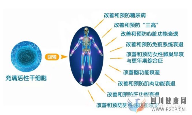干細(xì)胞可中斷衰老過(guò)程,延長(zhǎng)壽命(干細(xì)胞的作用和功效能管幾年)(圖1) 干細(xì)胞可中斷衰老過(guò)程,延長(zhǎng)壽命(干細(xì)胞的作用和功效能管幾年)(圖1)