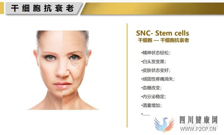 干細(xì)胞可中斷衰老過(guò)程,延長(zhǎng)壽命(干細(xì)胞的作用和功效能管幾年)(圖4) 干細(xì)胞可中斷衰老過(guò)程,延長(zhǎng)壽命(干細(xì)胞的作用和功效能管幾年)(圖4)