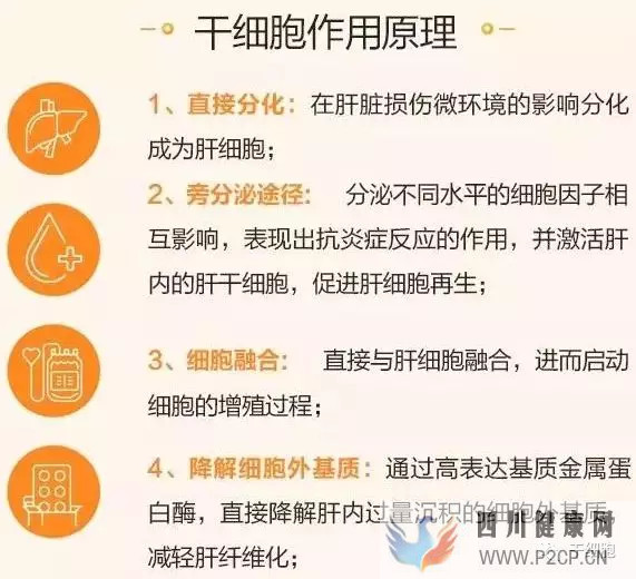 肝硬化的干細(xì)胞療法作用原理(干細(xì)胞的作用和價(jià)格表)(圖1) 肝硬化的干細(xì)胞療法作用原理(干細(xì)胞的作用和價(jià)格表)(圖1)