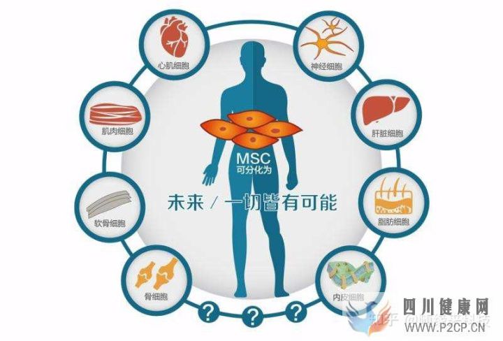 干細胞的八大作用奧克生物干細胞(干細胞的作用與功效)(圖5) 干細胞的八大作用奧克生物干細胞(干細胞的作用與功效)(圖5)