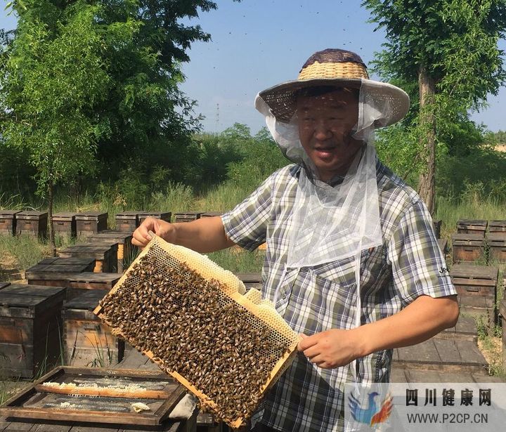 棗花蜜有什么作用與功效蜂蜜的作用與功效(干細胞的作用與功效)(圖1)