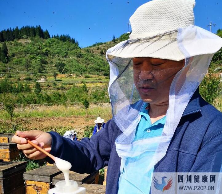 冬蜜的功效和作用，枇杷蜜的作用與功效(干細胞的作用與功效)(圖3)
