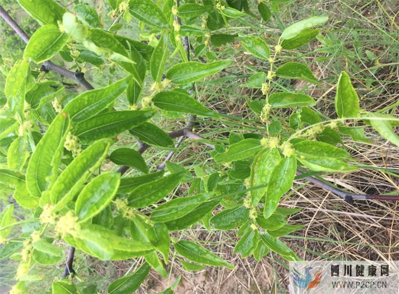喝棗花蜜的作用與功效紅棗蜜的功效與作用(干細胞的作用與功效)(圖2) 喝棗花蜜的作用與功效紅棗蜜的功效與作用(干細胞的作用與功效)(圖2)