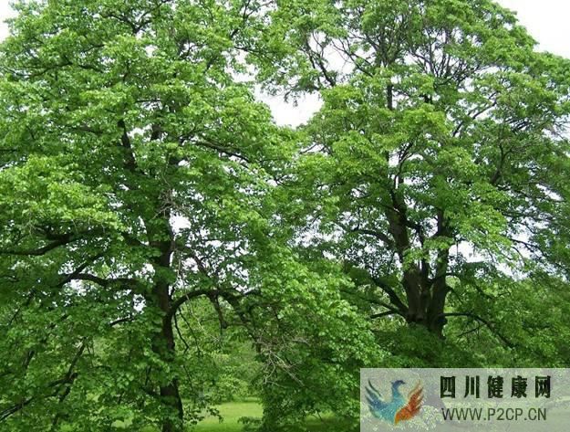 椴樹花蜜的作用與功效(干細胞的作用與功效)(圖1) 椴樹花蜜的作用與功效(干細胞的作用與功效)(圖1)