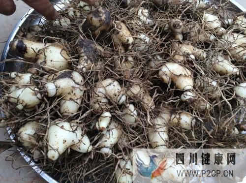 白芨和蜜蜂慢性咳嗽怎么吃小白芨蜂蜜治什么病(干細胞都治什么病)(圖1) 白芨和蜜蜂慢性咳嗽怎么吃小白芨蜂蜜治什么病(干細胞都治什么病)(圖1)