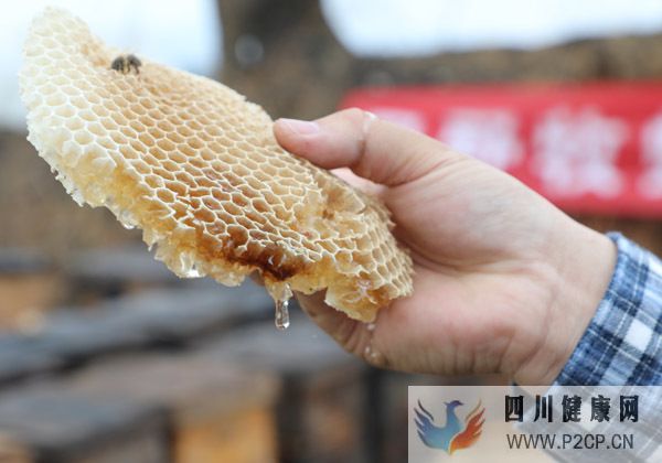 吃蜂巢的好處和壞處吃蜂巢對人體有什么好處(干細胞對人體的好處和壞處)(圖3)
