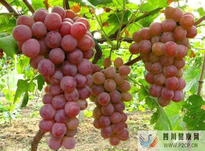 生活中常見的水果,你經常吃可是你知道他們的好處嗎(圖1) 生活中常見的水果,你經常吃可是你知道他們的好處嗎(圖1)