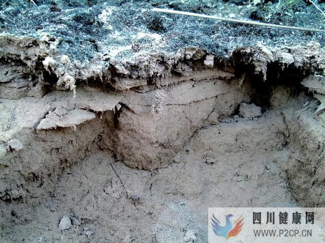 減少全球塵排放55%,旱地“活皮膚”,每年防止釋放約7億噸塵土(圖1) 減少全球塵排放55%,旱地“活皮膚”,每年防止釋放約7億噸塵土(圖1)