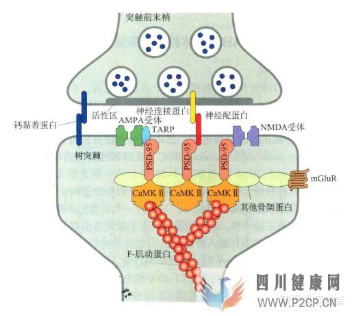 谷氨酸、GABA和甘氨酸能神經(jīng)及受體(圖3)