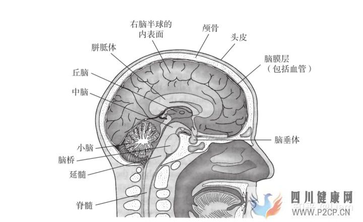 心理學(xué)2神經(jīng)系統(tǒng)和人的行為(圖1)