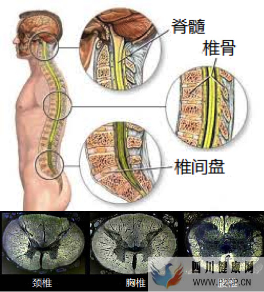 整天說“神經大條”,神經大條到底是怎樣?(圖1) 整天說“神經大條”,神經大條到底是怎樣?(圖1)