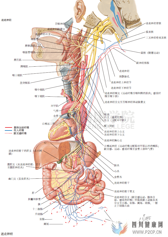 神經(jīng)解剖學(xué)迷走神經(jīng)(圖1)