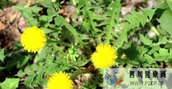 有糖尿病的人，可以用蒲公英當(dāng)茶泡水喝嗎？自己動(dòng)手制作蒲公英茶(圖1)