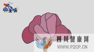 輸卵管不通怎么辦!(圖11) 輸卵管不通怎么辦!(圖11)