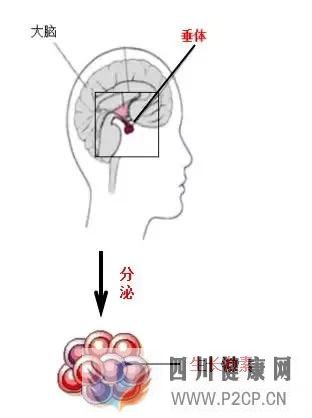 西安正規(guī)打生長激素的醫(yī)院:打生長激素能長高多少?有副作用嗎?(圖1) 西安正規(guī)打生長激素的醫(yī)院:打生長激素能長高多少?有副作用嗎?(圖1)