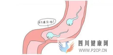 輸卵管堵塞做通水有用嗎?(圖1) 輸卵管堵塞做通水有用嗎?(圖1)