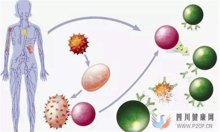 細(xì)扒打干細(xì)胞多長(zhǎng)時(shí)間見效、打干細(xì)胞得多久打一次(圖9)