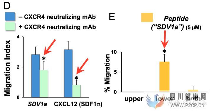 清華大學攻破干細胞最大難題!全新藥物使干細胞功...(圖10) 清華大學攻破干細胞最大難題!全新藥物使干細胞功...(圖10)