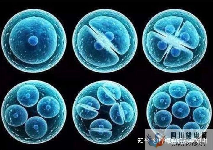 20萬一針的干細(xì)胞值得嗎、深扒打干細(xì)胞的好處和壞處~(圖8) 20萬一針的干細(xì)胞值得嗎、深扒打干細(xì)胞的好處和壞處~(圖8)