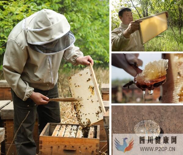吃蜂膠的好處和壞處吃蜂膠軟膠囊的好處與禁忌(圖1) 吃蜂膠的好處和壞處吃蜂膠軟膠囊的好處與禁忌(圖1)