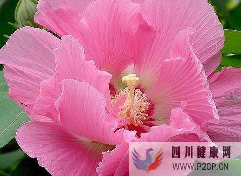 未來七天，難忘舊愛，綻放桃花，光芒四射，重逢舊愛，再次牽手(圖2)