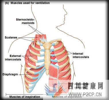 如何優(yōu)雅地呼吸一篇文章講清楚呼吸和體態(tài)(圖4) 如何優(yōu)雅地呼吸一篇文章講清楚呼吸和體態(tài)(圖4)