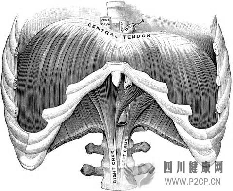 如何優(yōu)雅地呼吸一篇文章講清楚呼吸和體態(tài)(圖6) 如何優(yōu)雅地呼吸一篇文章講清楚呼吸和體態(tài)(圖6)